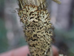 Hypogymnia austerodes