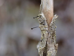 Chaenothecopsis