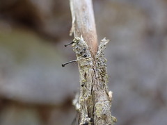 Chaenothecopsis