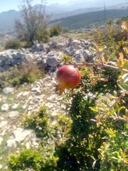 Punica granatum
