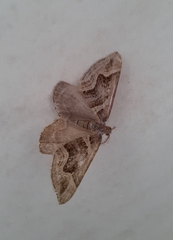 Scotopteryx