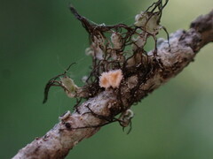 Lachnellula