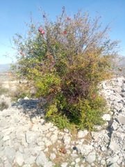 Punica granatum