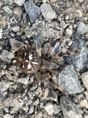 Araneus