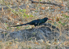 Phoeniculus purpureus