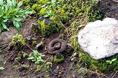 Crotalus triseriatus