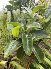 Psychotria mariniana