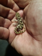 Pachydactylus mariquensis