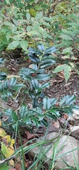 Ilex colchica