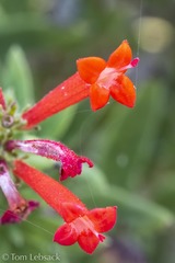 Bouvardia ternifolia
