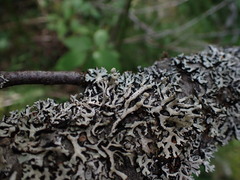 Hypogymnia tubulosa