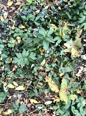 Hydrophyllum virginianum