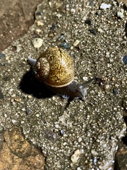 Zachrysia provisoria