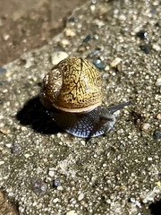 Zachrysia provisoria