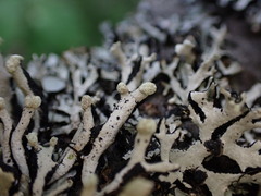 Hypogymnia tubulosa
