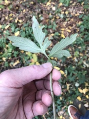Hydrophyllum virginianum
