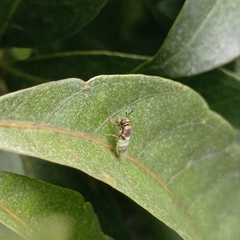 Stratiomyini