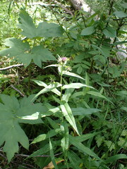 Symphyotrichinae