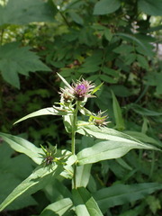 Symphyotrichinae