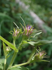 Symphyotrichinae