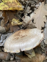 Cortinarius laniger