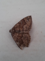 Larentia malvata
