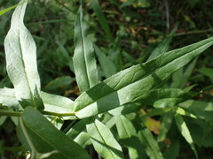 Symphyotrichinae