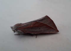 Compsoptera opacaria