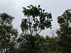 Psychotria mariniana