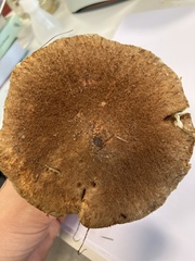 Suillus cavipes