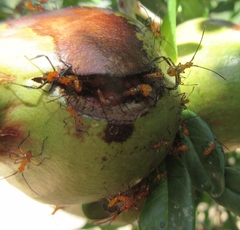 Leptoglossus clypealis