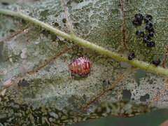 Podisus placidus
