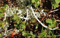 Thamnolia vermicularis