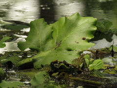 Ceratopteris pteridoides