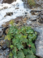 Alchemilla persica