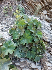 Alchemilla persica