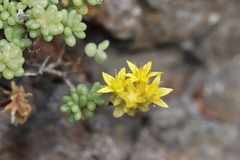 Sedum brissemoretii