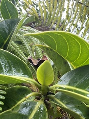 Psychotria mariniana