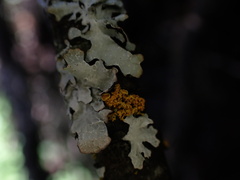 Xanthorioideae
