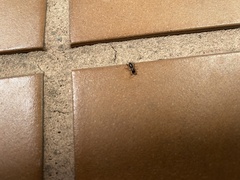 Camponotus sexguttatus