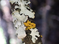 Xanthorioideae