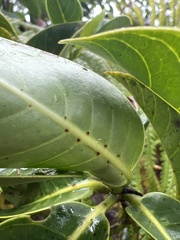 Psychotria mariniana