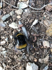 Bombus
