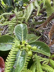 Psychotria mariniana