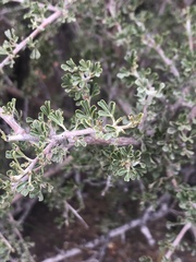 Searsia burchellii