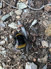 Bombus