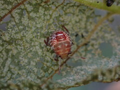 Podisus placidus