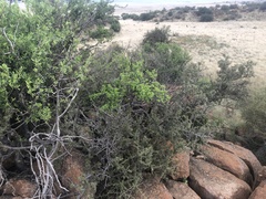 Searsia burchellii