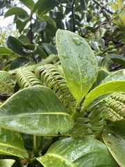 Psychotria mariniana
