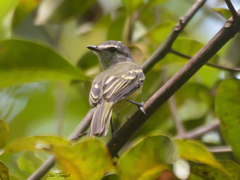Myiopagis gaimardii
